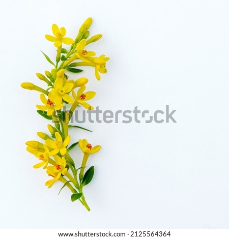 Tender cute twig with yellow spring flowers isolated on white background 