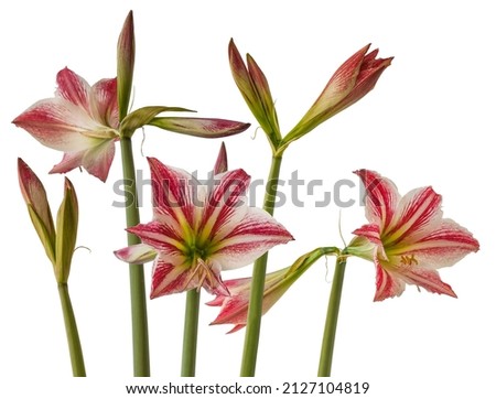 Flowering of a hybrid of hippeastrum (amaryllis) of an old unnamed variety on a white background isolated 