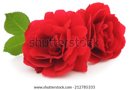 Two beautiful red roses on a white background 