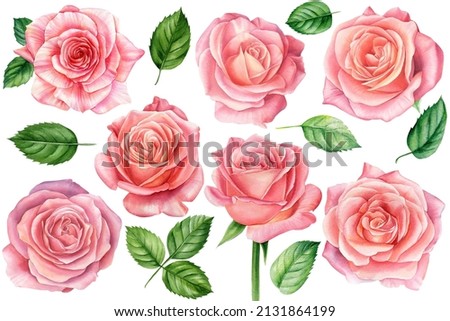 Set of pink roses on white background, watercolor botanical illustration
