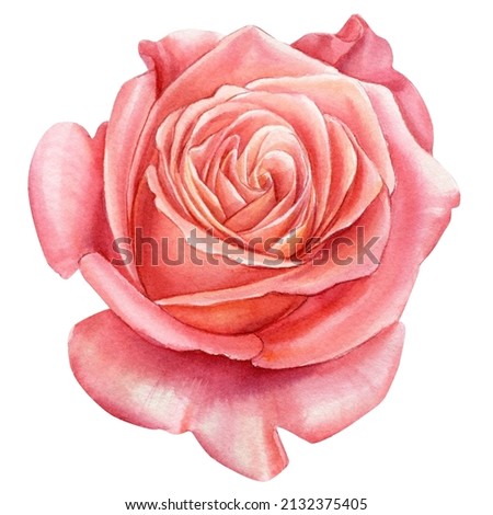Watercolor rose flowers, isolated on white background