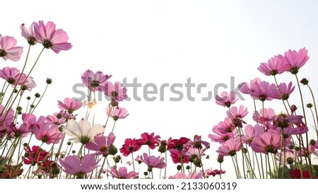 Pink Cosmos flowers isolated on white. Beautiful pink peace flowers blooming in the bottom view. Selective focus