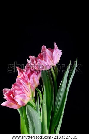 Live spring flowers tulips in pink and white with drops and splashes of water on a dark background