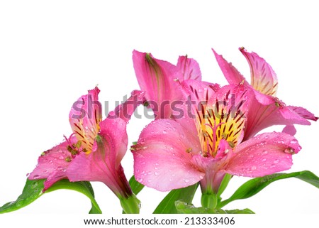 alstroemeria pink flowers isolated on white
