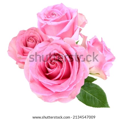 bunch of pink rose flowers isolate white