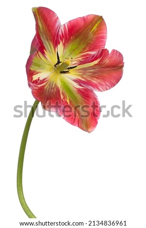 Studio Shot of Red and Green Colored Tulip Flower Isolated on White Background. Large Depth of Field (DOF). Macro. Close-up.