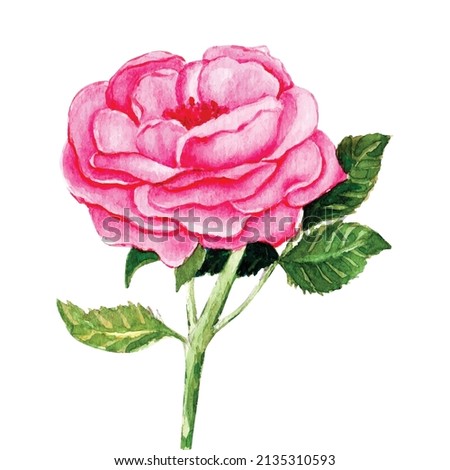 Pink white vintage roses flowers isolated on white background. Colored pencil watercolor illustration.