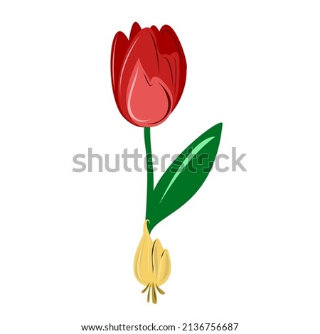 A red tulip with an onion. Planting flowers in spring.