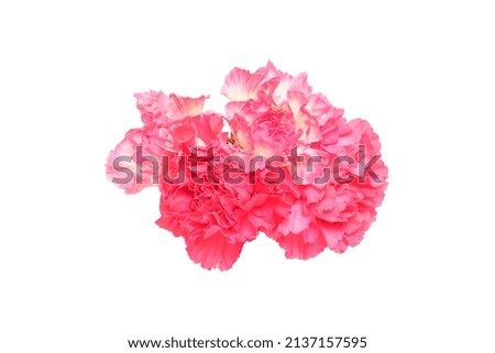 Bouquet of pink carnation isolated on a white background.