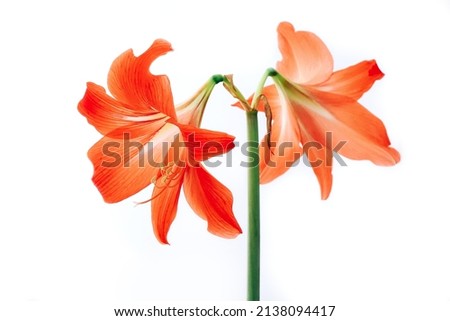Hippeastrum rutilum in full blooming on white background