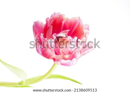 macro closeup of an elegant beautiful red white pink easter spring double tulip with a green leaf isolated on white with space for text