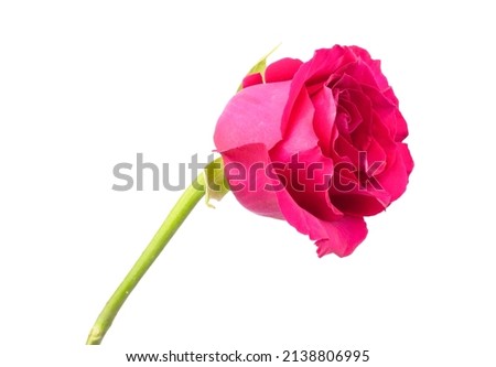 beautiful, long red rose flower highlighted on white