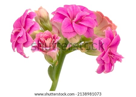 Beautiful bright Kalanchoe flower of pink color on a white background