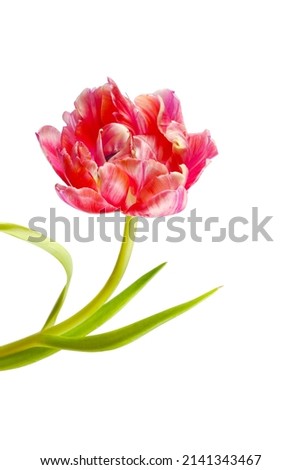 macro closeup of an elegant beautiful red white pink easter spring double tulip with a green leaf isolated on white with space for text