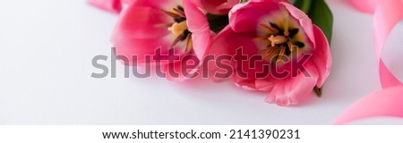 close up of pink tulips near ribbon on white, banner