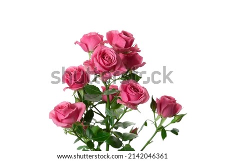 Bouquet of pink roses isolated on a white background.