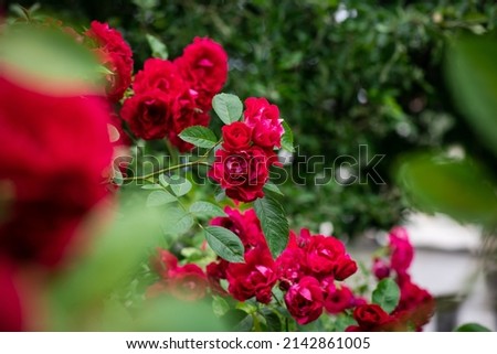 Nice big red roses with bokeh nature flora gardening macro with free space for text