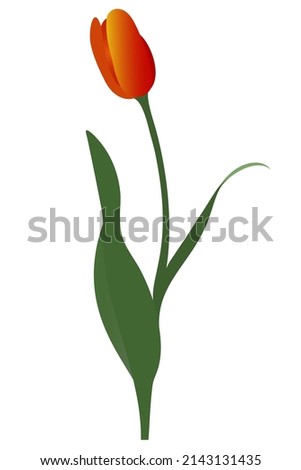 Tulip. Red-yellow bud. Fire flower. Vector illustration. Isolated background. A flowering plant from the lily family. Flat style. Idea for web design, invitations, postcards.