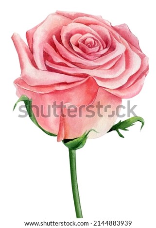 Pink flower. Rose on a white background, watercolor illustration