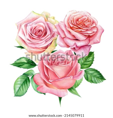 Roses on white isolated background, watercolor botanical illustration, floral design