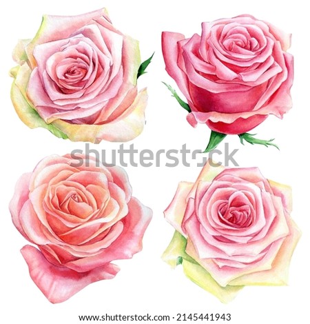 Set of pink roses on a white background, watercolor botanical painting