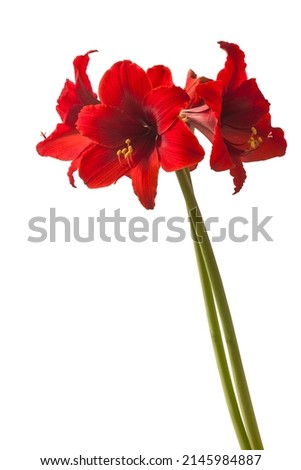 Blooming dark red small-flowered (sonatini) hippeastrum (amaryllis) 