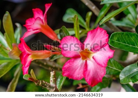 Blooming pink Adenium Obesum or Desert Rose. Bali, Indonesia