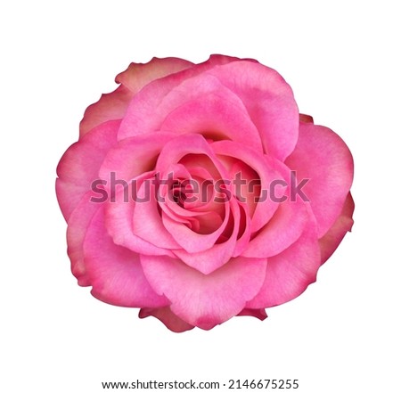 Single pink rose flower isolated on white background.