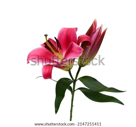 Close up blooming lily flower isolated on white background