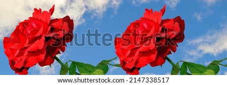 Rose Latin name Rosa Don Juan with a blue sky background