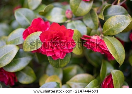 Japanese camellia (Camellia japonica) on a Spring day.