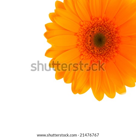 Flower Gerbera.