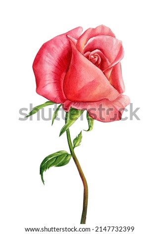 Rose on isolated white background, watercolor floral element, hand drawing, botanical illustration