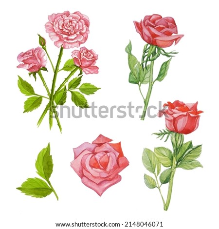 set of roses, bouquet of roses, watercolor flowers, isolates, flowers pattern, white background