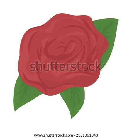 red rose and green leaves