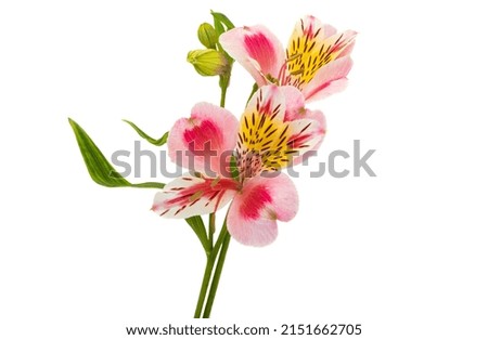 Alstroemeria flower isolated on white background