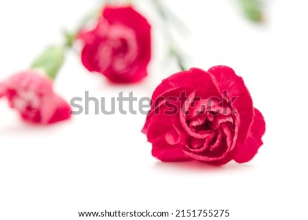 Mini carnations isolated on white background. Pink mini carnations with buds in early spring time