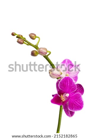 macro closeup of a bright vivid purple pink mini dwarf Phalaenopsis butterfly orchid flower blooming branch isolated on white