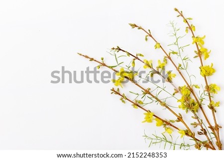 Forsythia branches covered with yellow flowers. Minimal concept