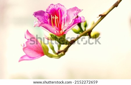 Bauhinia × blakeana, commonly called the Hong Kong orchid tree, is a hybrid leguminous tree of the genus Bauhinia. It has large thick leaves and striking purplish red flowers.