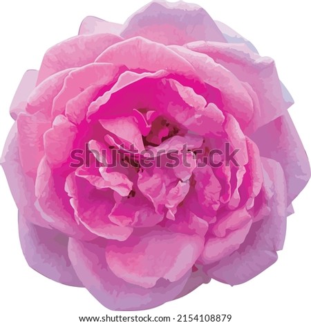 Abstract of Damask Rose flower.