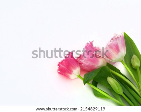 five tulips on a white background with a copy of the space