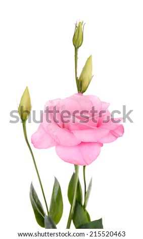 Beautiful eustoma flower, isolated on white