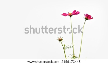 Isolated pink cosmos flower on white background.