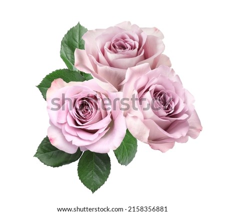 Beautiful lilac roses with green leaves on white background
