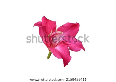 Pink Bauhinia, Chongkho pink flowers isolated on white background. Image with Clipping path.