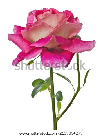 beautiful light pink color rose isolated on white background