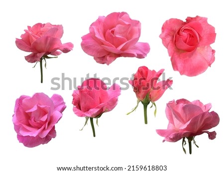 Pink isolated roses set, stem without leaves delicate flower branch on the white background, cutout object for decor, design, invitations, cards, soft focus and clipping path