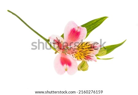 alstroemeria flower isolated on white background