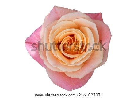Pink rose flower isolated on white background, soft focus